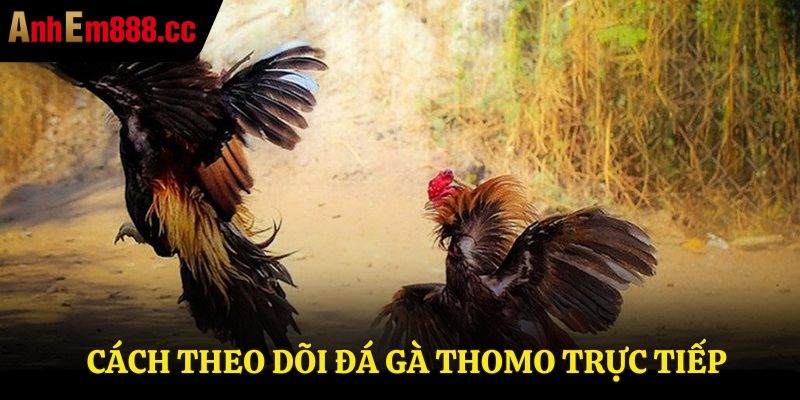 Cách theo dõi đá gà Thomo trực tiếp Cách theo dõi đá gà Thomo trực tiếp