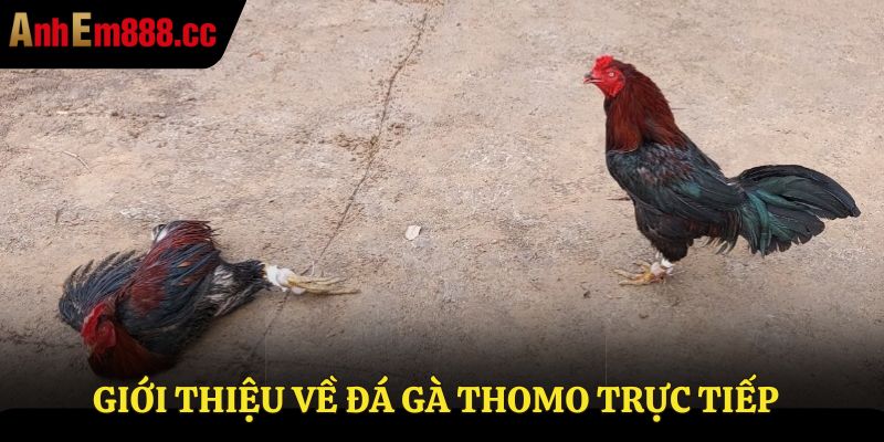 Giới thiệu về đá gà thomo trực tiếp Giới thiệu về đá gà thomo trực tiếp
