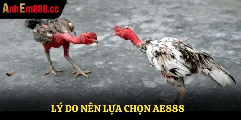 Lý do nên chọn AE888 để xem trực tiếp đá gà C3 Lý do nên chọn AE888 để xem trực tiếp đá gà C3