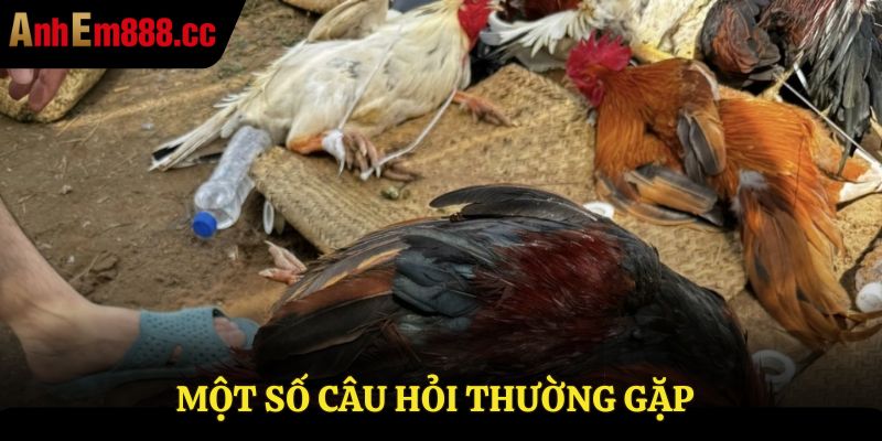 Một số câu hỏi thường gặp về đá gà thomo trực tiếp Một số câu hỏi thường gặp về đá gà thomo trực tiếp