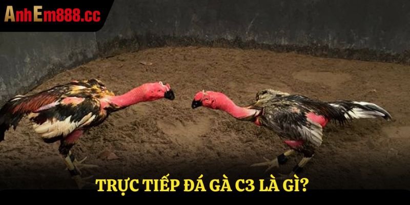 Tìm hiểu về trực tiếp đá gà C3 là gì? Tìm hiểu về trực tiếp đá gà C3 là gì?